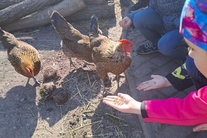 Mláďata v Toulcově dvoře