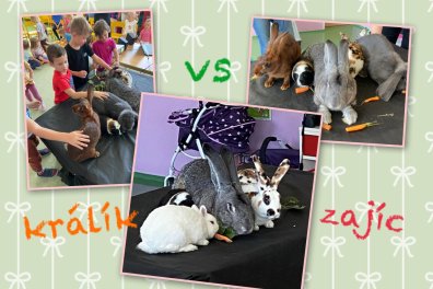 KRÁLÍK versus ZAJÍC